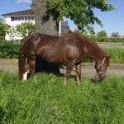 39_Freiberger