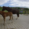 51_Nachwuchs